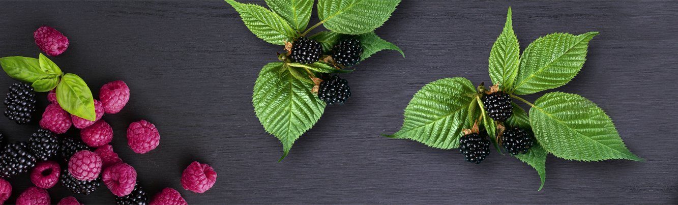 Futurelife-home2-slideshow